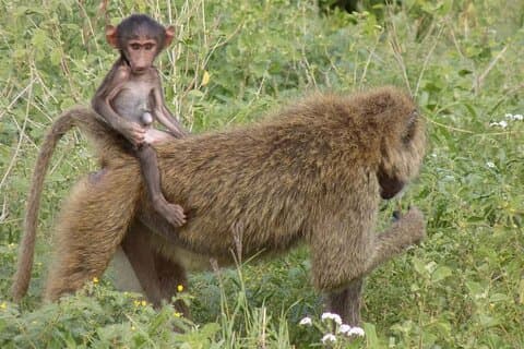 4 Day Safari in Serengeti, Ngorongoro and Tarangire National Park