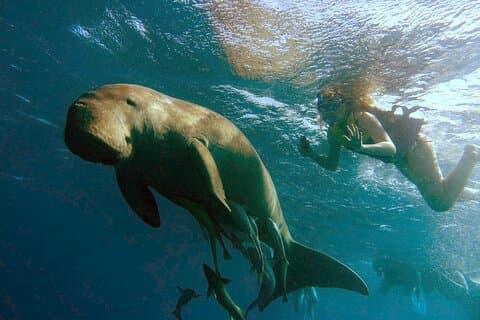 Marsa Mubarak snorkling med dugong og skildpadder - marsaalam