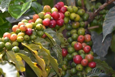 Private Tour to Fairview Coffee Farm in Nairobi with Pickup
