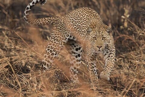Privat 2-dages tur i Mikumi National Park fra Dar es Salaam