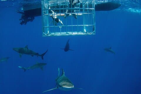 Immersioni nella gabbia degli squali su "The World Famous North Shore of Oahu", Hawaii