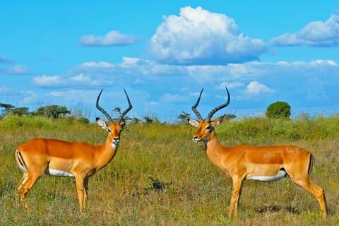 3-dagars Samburu Safari