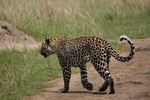Safari della fauna selvatica e dei primati in Uganda - 9 giorni