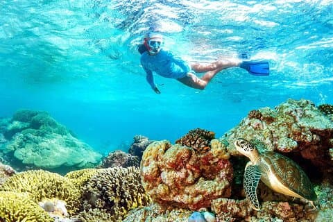 Plongée en apnée d'une demi-journée dans les jardins de corail de Mnemba