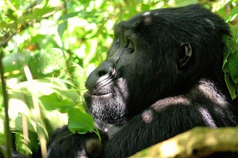 Bwindi Gorilla Safari - 3 Days