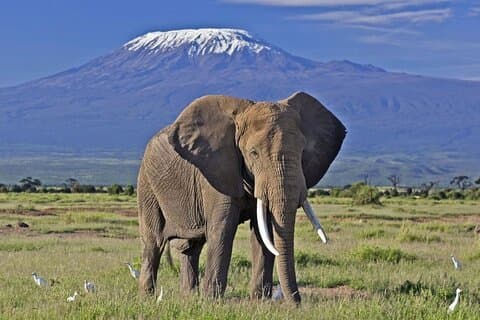 5 días de Amboseli y Tsavo West Safari