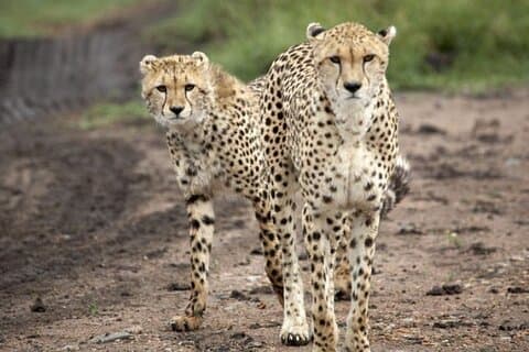5-dagers safari i Tarangire, Serengeti og Ngorongoro Wonders