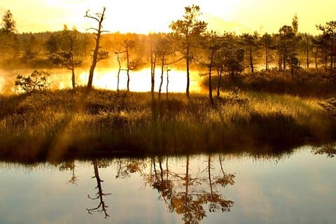 Sunrise at Kemeri National Park - Small Group