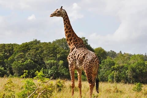 Full Day Private Tour to Shimba Hills from Diani Beach