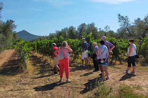 The Mediterranean charm of Bolgheri with sommelier - 2 wineries