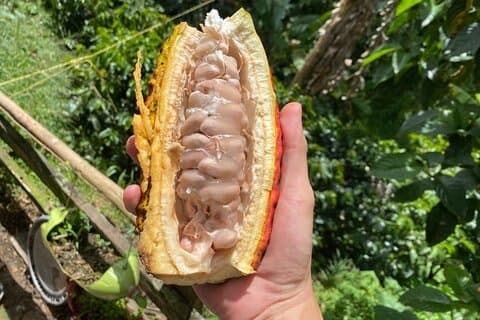Chokladtur nära Medellin