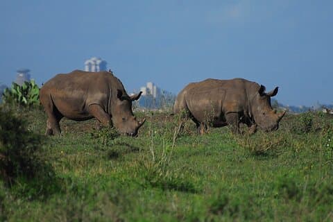 Private Mini Safari Tour in Nairobi National Park