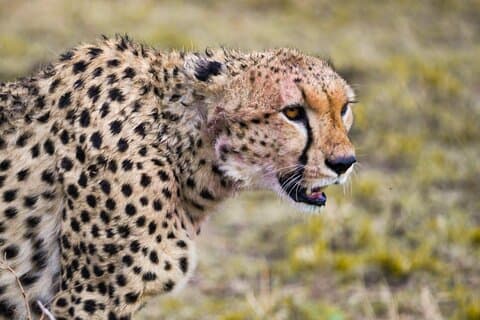 7 días: Migración de Wildebeests pariendo en el sur del Serengeti