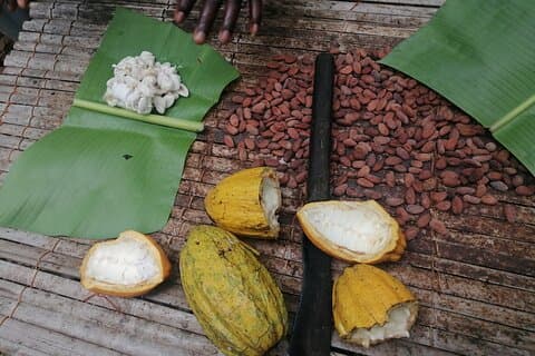 Jardines botánicos de Aburi y granja de cacao - Tour privado