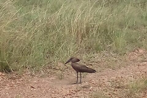 6 dias de observação de pássaros, lago Baringo, floresta kakamega.