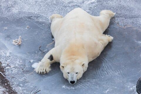 ロバニエミからの送迎付きラヌア動物園への 1 日ツアー