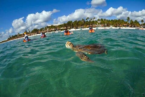 Tour zum Schwimmen mit Schildkröten