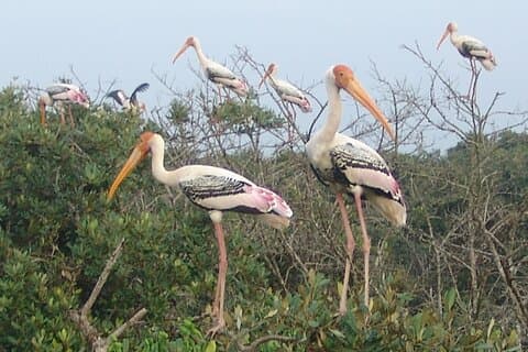 Temples & Mangrove Forest Tour