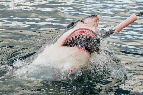 Kapstaden: Shark Cage Diving & Penguins Tour till Gansbaai med privat transfer