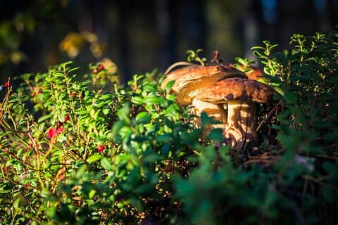Tour zum Sammeln von Waldbeeren und Pilzen