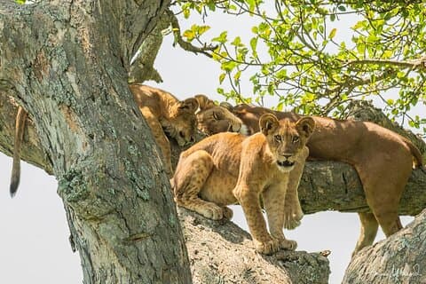 Circuit photo de 16 jours en Ouganda et en Tanzanie