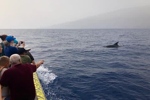 Delfin- og hvalsafari i La Restinga