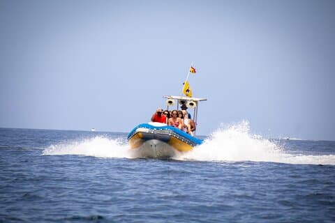 SEA SAFARI Delfiner, valar, snorkling, snacks, dryck, 3 timmar privat