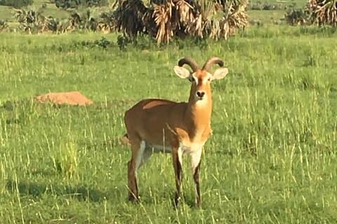 Safari di 5 giorni: Tarangire, Serengeti Plains e Ngorogoro Crater