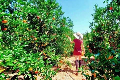 U-Pick - Mandarin og sitronplukking på Sunmist Mandarinfarm