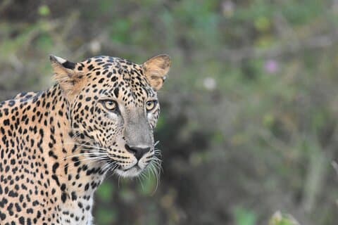 Tour especial no Safari do Leopard no Yala National Park por Malith e a equipe