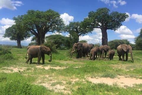 Safari di 4 giorni; Tarangire, cratere di Ngorongoro e Serengeti.
