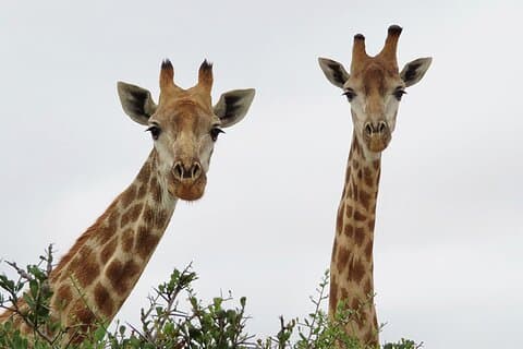 Safari animalier, olive, bière / vin Excursion d'une journée au départ du Cap