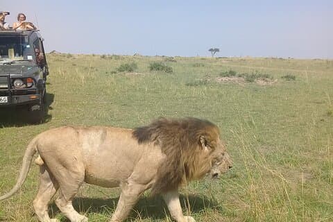 7 Days Private safari to 4 Star lodges using a Jeep