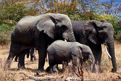 Ganztägige private Safari - Tarangire Nationalpark