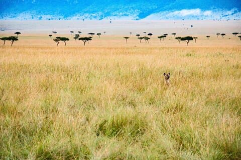 6 dage det bedste af Tanzania privat safari