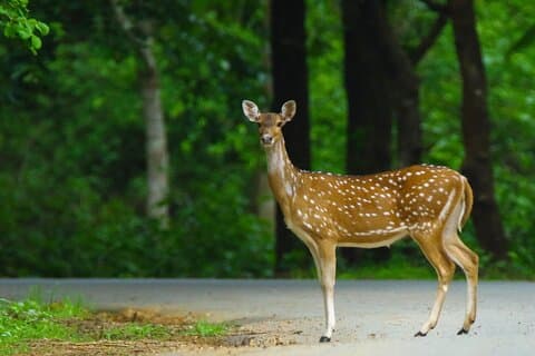 Hubli til Anshi nasjonalpark (Kali TigerReserve) og Goa Beach Tour