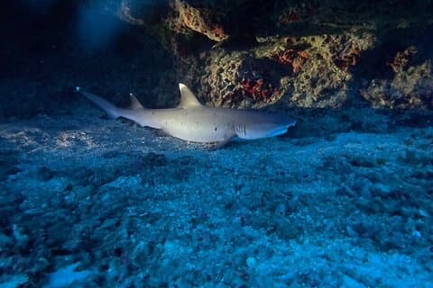 Certified Diver: 2-Tank Night Dive