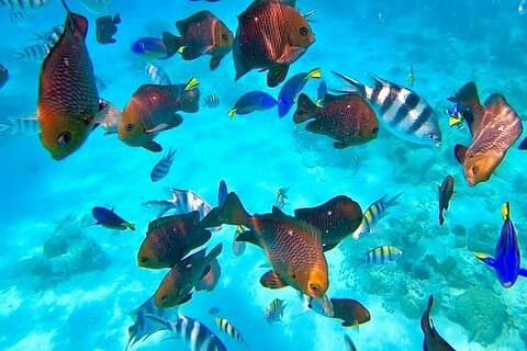 Excursão Spice de dia inteiro, Ilha Prisão e City Tours