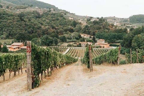 Lucca: Wine Tasting Experience - Tenuta Adamo Winery