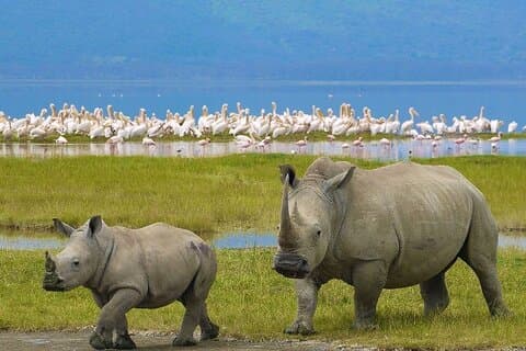4-dagers Masai Mara Great Migration og Lake Nakuru ~ Gruppe 4×4 Safari