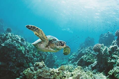 Waikiki: Turtle Canyon Snorkel Adventure on Oahu