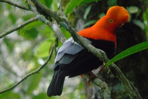 Excursão de aves endêmicas em Salento