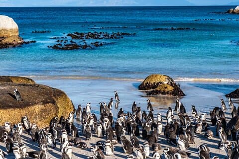 Visite privée de Cape Peninsula avec entrée au Cap de Bonne-Espérance et aux Penguins