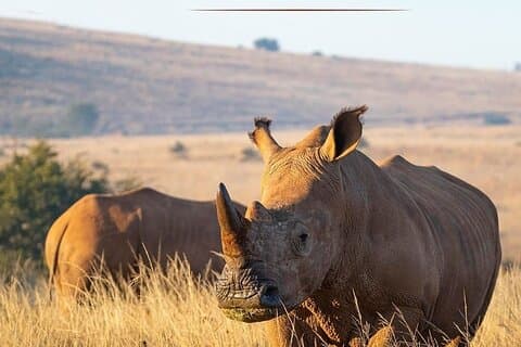 Rhino & Lion Nature Reserve