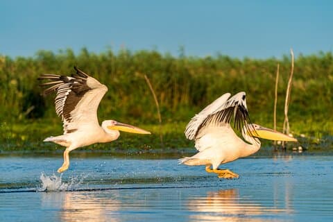 Fugletitting i Donau Delta - Privat dagstur fra Bucuresti