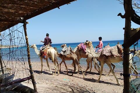 Journée complète à Dahab depuis Sharm El Sheikh, plongée avec tuba et balade à dos de chameau, quad