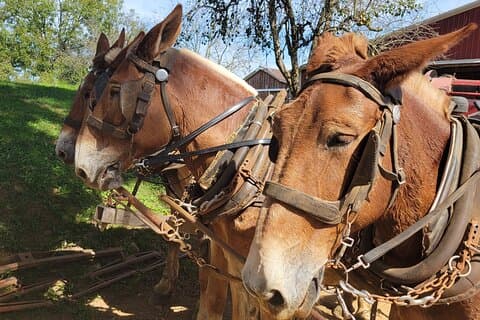 Unique Amish Immersion in Lancaster