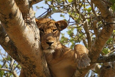 3 dagen Queen Elizabeth National Park Tour