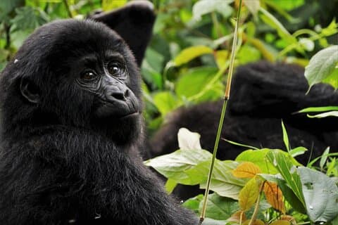 3 giorni di gorilla trekking safari in Bwindi