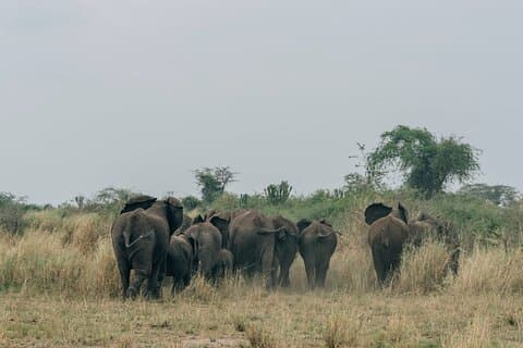 Safari di 3 giorni a Murchison Falls